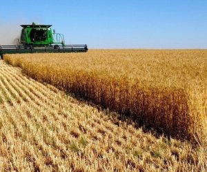 Уборка зерновых в Азербайджане выполнена почти на 67%