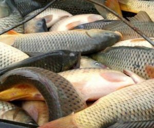 В Азербайджане готовят новые правила продажи рыбной продукции