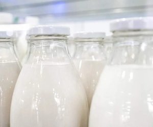 Anormal istilər Fransada kənd təsərrüfatına zərbə vurub, süd istehsalında itkilər 30%-ə çata bilər