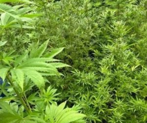 В Азербайджане за сутки уничтожено свыше тонны дикорастущей конопли