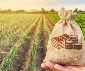 Azərbaycanda kənd təsərrüfatı istehsalı ilk yarımildə 2,2% artıb