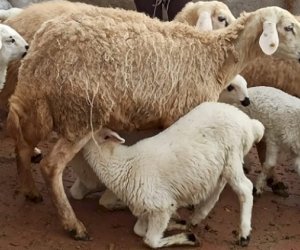 Georgia nearly triples earnings from sheep exports to Azerbaijan