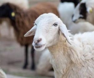 Georgia nearly triples earnings from sheep exports to Azerbaijan