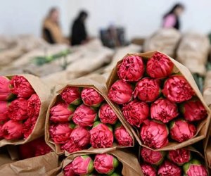 Россельхознадзор пресек попытку ввоза армянских роз через Беларусь