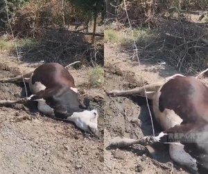 Cəlilabadda elektrik naqilinə toxunan iribuynuzlu heyvan tələf olub