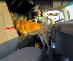 Naxçıvanda tranzit yükdən 4,5 kiloqram tiryək aşkarlanıb