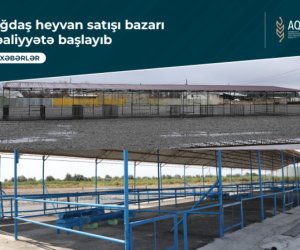 Ağdaşda heyvan satışı bazarı fəaliyyətini bərpa edib