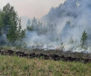 Крупнейший в истории Бельгии лесной пожар: огонь подбирается к Германии