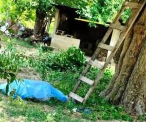 Əncir yığmaq üçün ağaca dırmaşan kişi yıxılaraq ölüb