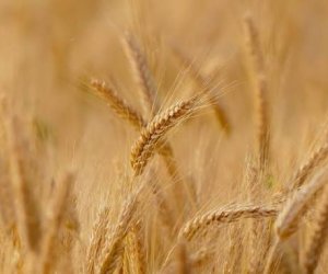 Azərbaycanda buğda və arpa toxumuna illik tələbatın yalnız 44%-i sertifikatlaşdırılmış toxumla ödənilir