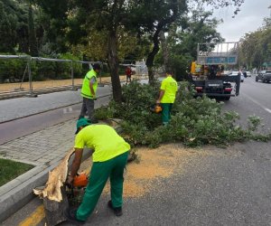 Bakıda külək nəticəsində 15 ağac sınıb
