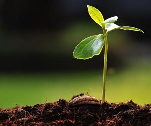 Aqrar sığorta 90%-dən çox əkin sahəsini əhatə edir &ndash; Yeni bitkilər də əlavə olunacaq