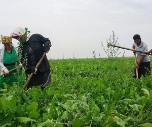 Deputat torpaq analizlərinin qiymətinin kiçik fermerlər üçün azaldılmasını istəyib