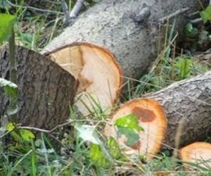 Bakı və Sumqayıtda yaşıllıqlara 40 min manata yaxın ziyan vurulub