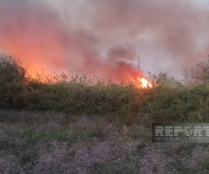 В Кюрдамире на площади более 10 га произошел сильный пожар - обновлено