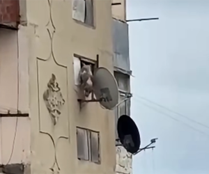 Bakıda iti binadan atan şəxs məsuliyyətə cəlb edilib
