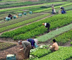 State subsidizes up to 70% of non-oil export logistics, says agriculture minister
