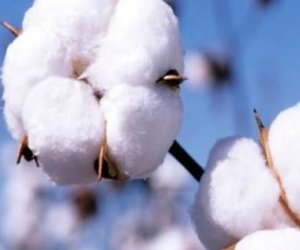 High-yield cotton varieties and pilot model urged