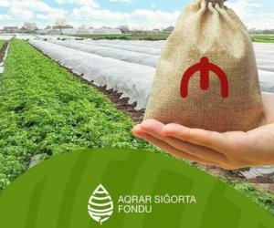 Azərbaycanda Aqrar Süni İntellekt layihəsi üzrə 13 həll istismara verilib