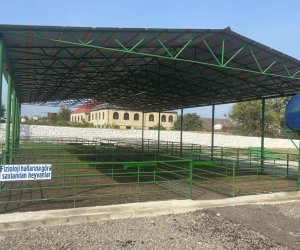 Şəmkirdə yeni heyvan satışı bazarı fəaliyyətə başlayıb