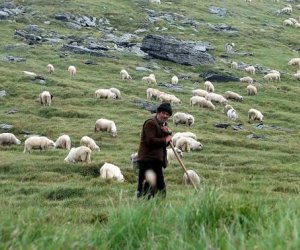 Çoban Azərbaycanın səlahiyyətli orqanlarına təhvil verilib - Ermənistan MTX