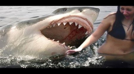 Акула напала на женщину - ВИДЕО