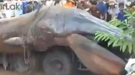 Найдено таинственное существо-гигант  -ФОТО+ВИДЕО