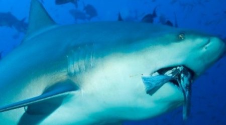 Акула набросилась на подростка и убила его