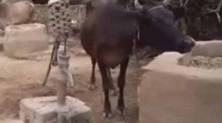 Корова побила все рекорды в социальных сетях -ВИДЕО