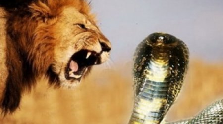 Кобра ослепила льва -ВИДЕО