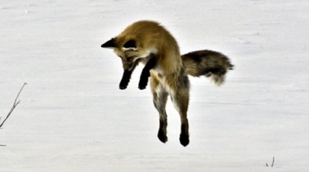 Лиса ныряет в снег за мышью - ФОТО+ВИДЕО