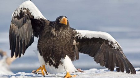 Птица украла камеру и записала ролик - ВИДЕО