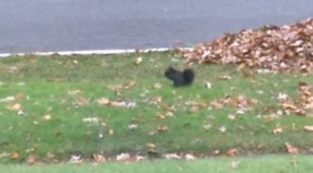 Падающая в обморок белка звезда интернета -ВИДЕО