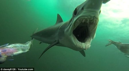 Охота смертоносного хищника - ВИДЕО+ФОТО