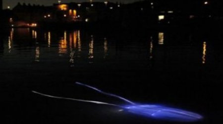 Раскрыта тайна светящегося подводного "пришельца" ВИДЕО