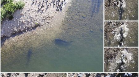 Голодный сом охотится на голубей -ВИДЕО