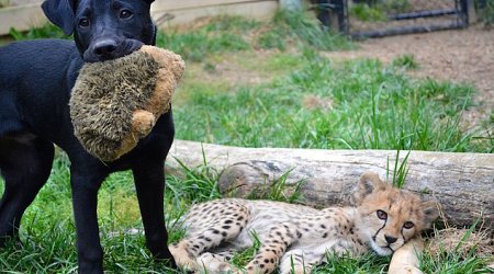 Гепард и лабрадор - неразлучные друзья -ФОТО