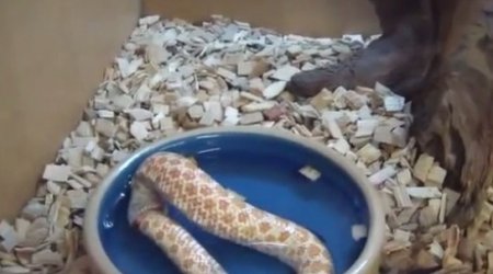 Самопожирающая змея - ВИДЕО