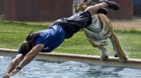 Животные против людей – ВИДЕО