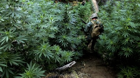 Prezident marixuananı leqallaşdıracaq qanunu təsdiqlədi