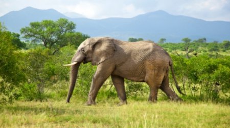 В футбол играют настоящие… слоны -ВИДЕО