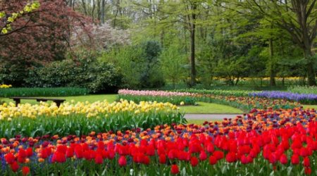 Hollandiyada Azərbaycan xalqının şərəfinə gül yetişdirildi