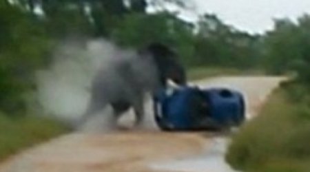Слон растоптал автомобиль с туристами -ВИДЕО