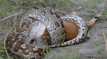 Питон глотает антилопу -ФОТО+ВИДЕО