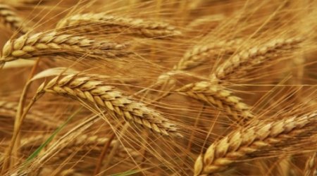 Новые виды вируса зерновых культур в Азербайджане