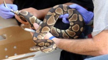 Ведущий National Geographic умер от укуса змеи -ВИДЕО