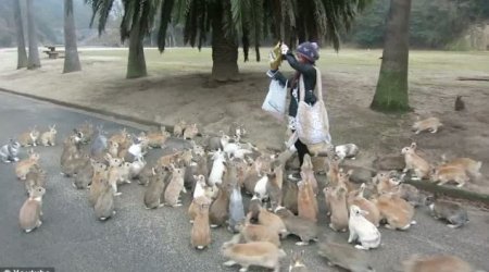 Кролики атаковали женщину - ФОТО+ВИДЕО