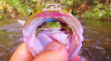 Fish with a frog in his throat - PHOTO