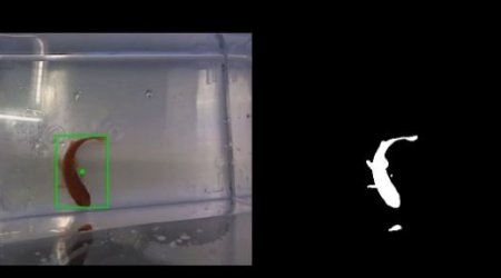 $200 Robo-aquarium that lets FISH drive themselves around - PHOTO+VIDEO