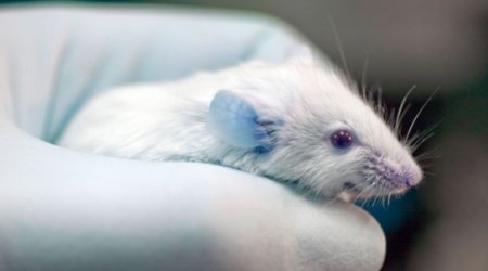 Gene that INCREASES intelligence found by scientists